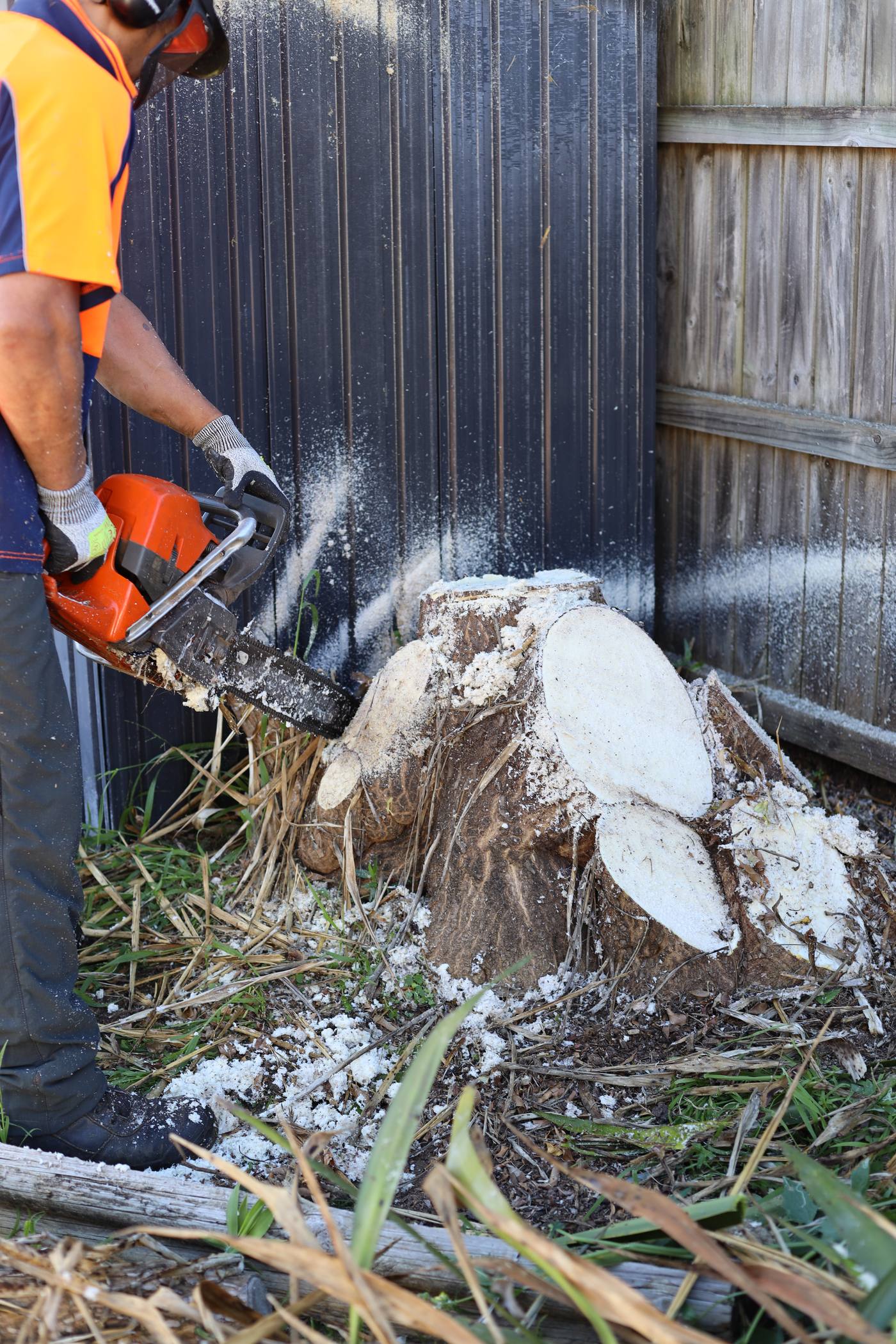 Chainsaw cutting a stump flush to the ground