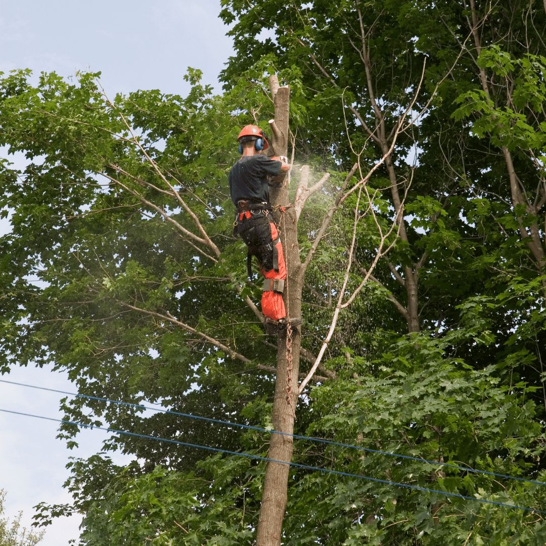 Arborist pruning limbs from a mature tree